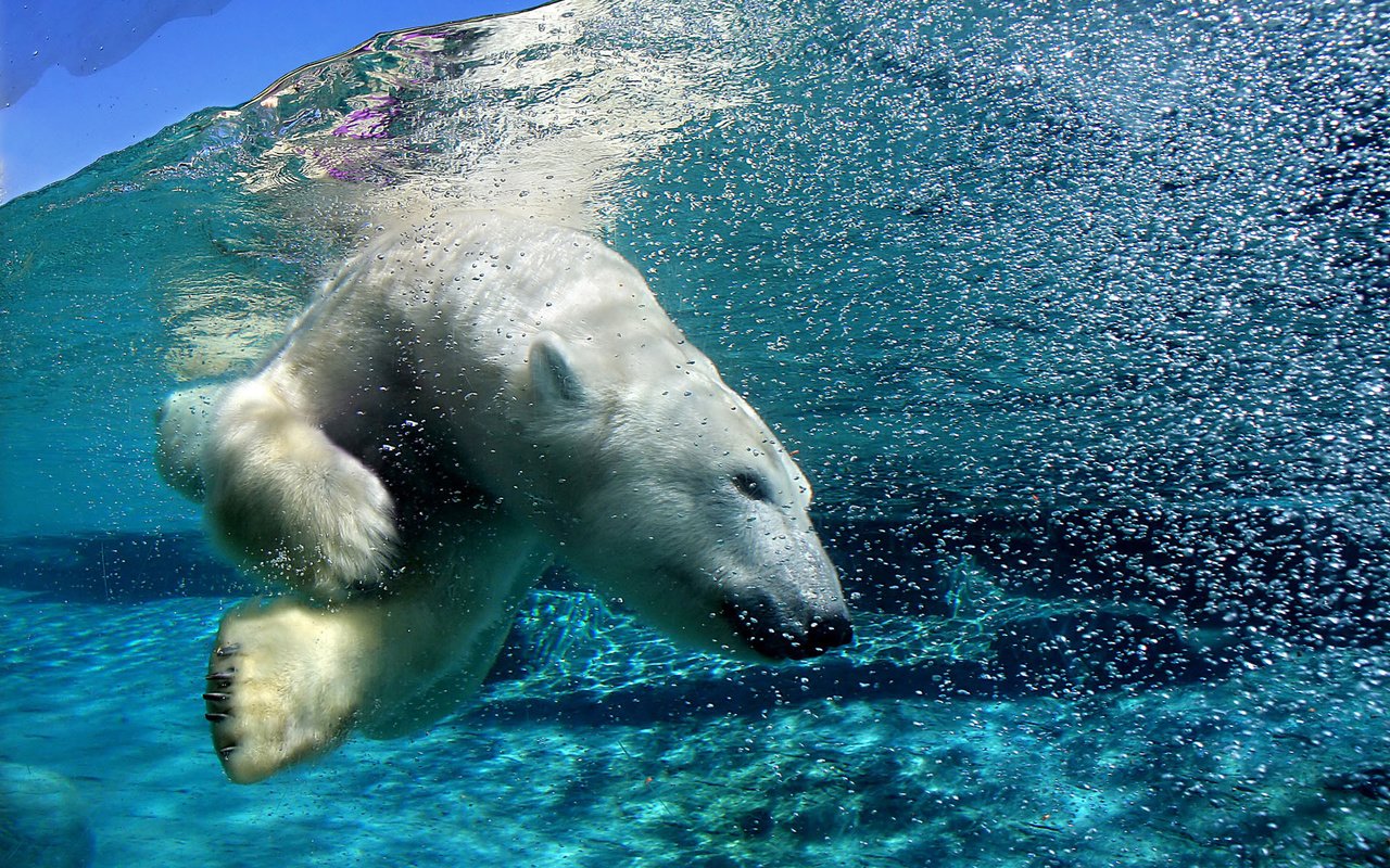 Обои вода, медведь, пузыри, под водой, белый медведь, арктика, water, bear, bubbles, under water, polar bear, arctic разрешение 1920x1200 Загрузить