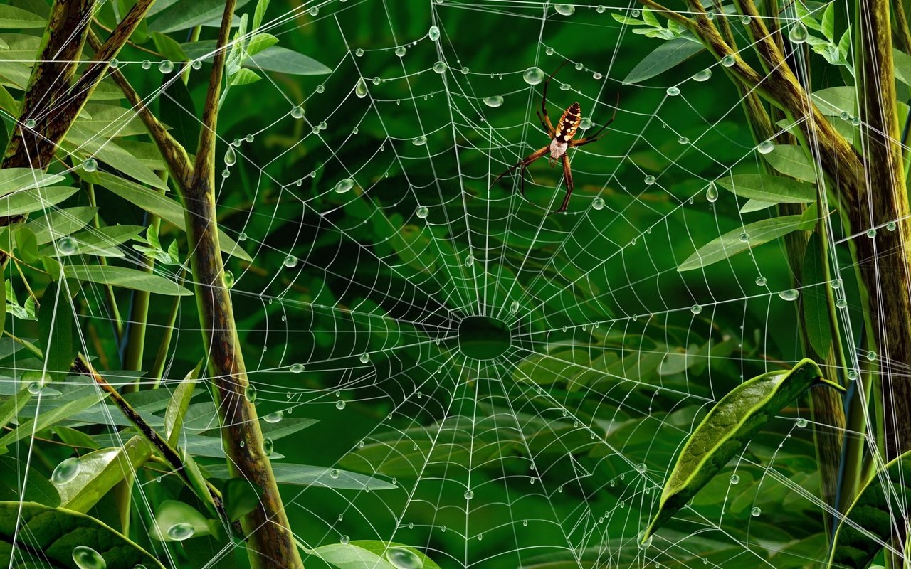 Обои листья, паук, паутина, leaves, spider, web разрешение 1920x1200 Загрузить