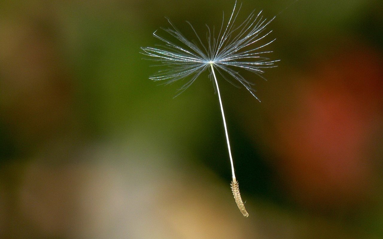 Обои одуванчик, семя, dandelion, seed разрешение 1920x1440 Загрузить