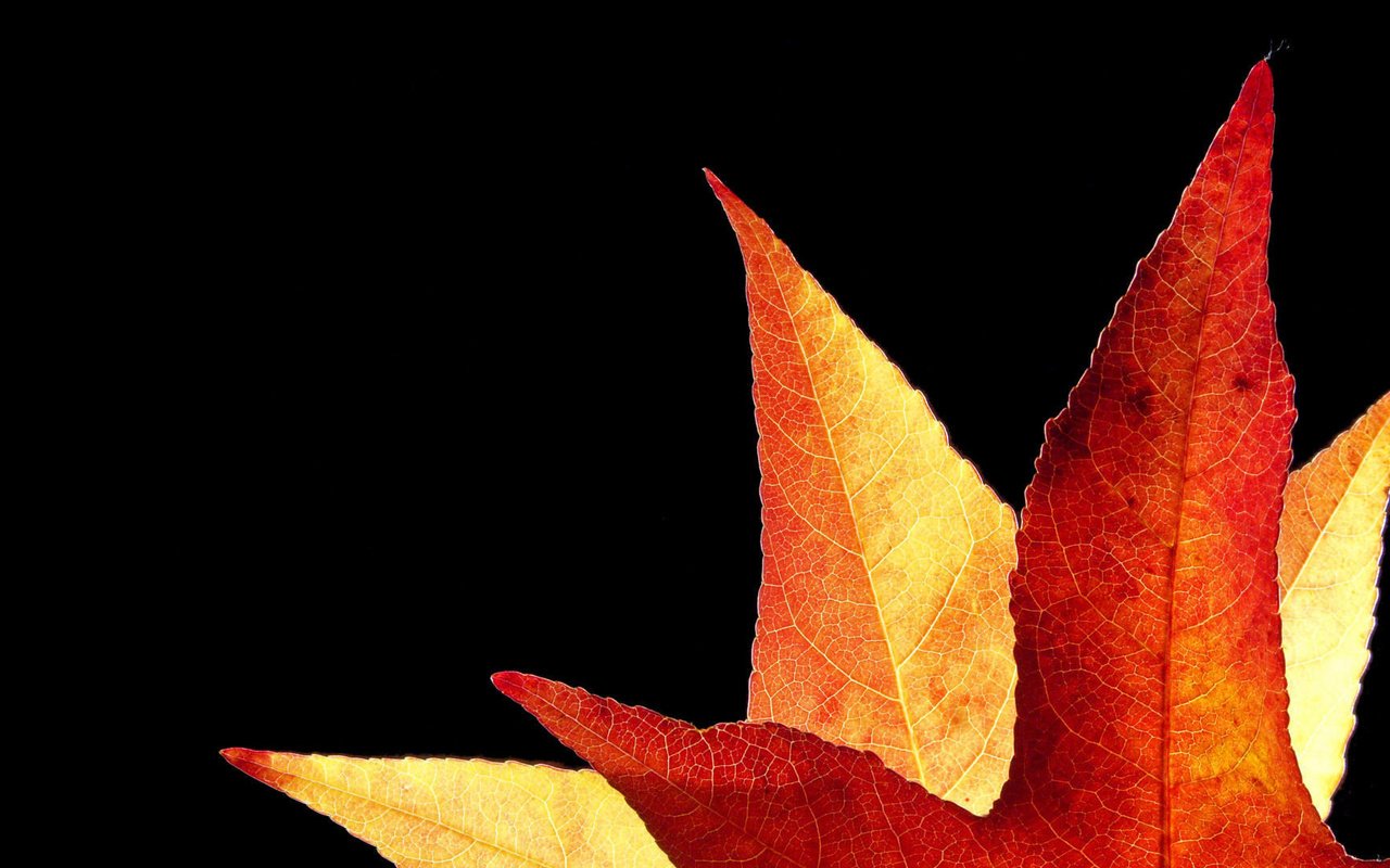 Обои фон, осень, лист, золотистый, background, autumn, sheet, golden разрешение 1920x1080 Загрузить
