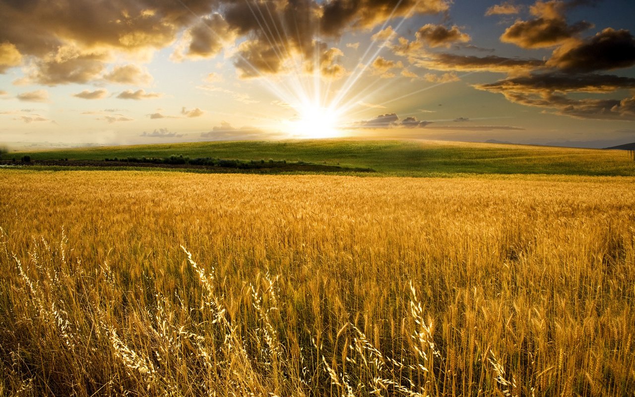 Обои солнце, долина, холмы, поля пшеницы, природа, фото, поле, пейзажи, колосья, пшеница, the sun, valley, hills, wheat fields, nature, photo, field, landscapes, ears, wheat разрешение 1920x1200 Загрузить