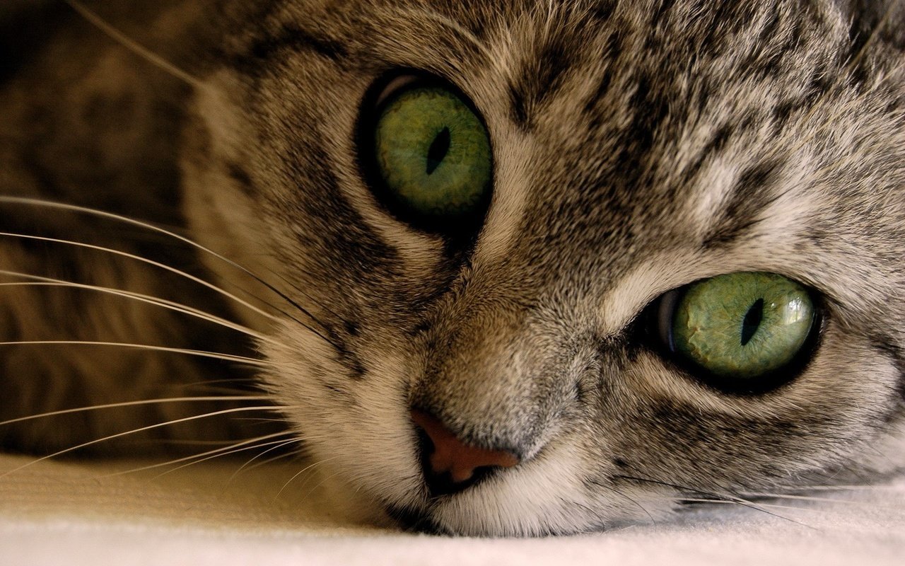 Обои макро, кот, мордочка, кошка, взгляд, кошаки, кошки, macro, cat, muzzle, look, koshak, cats разрешение 1920x1200 Загрузить