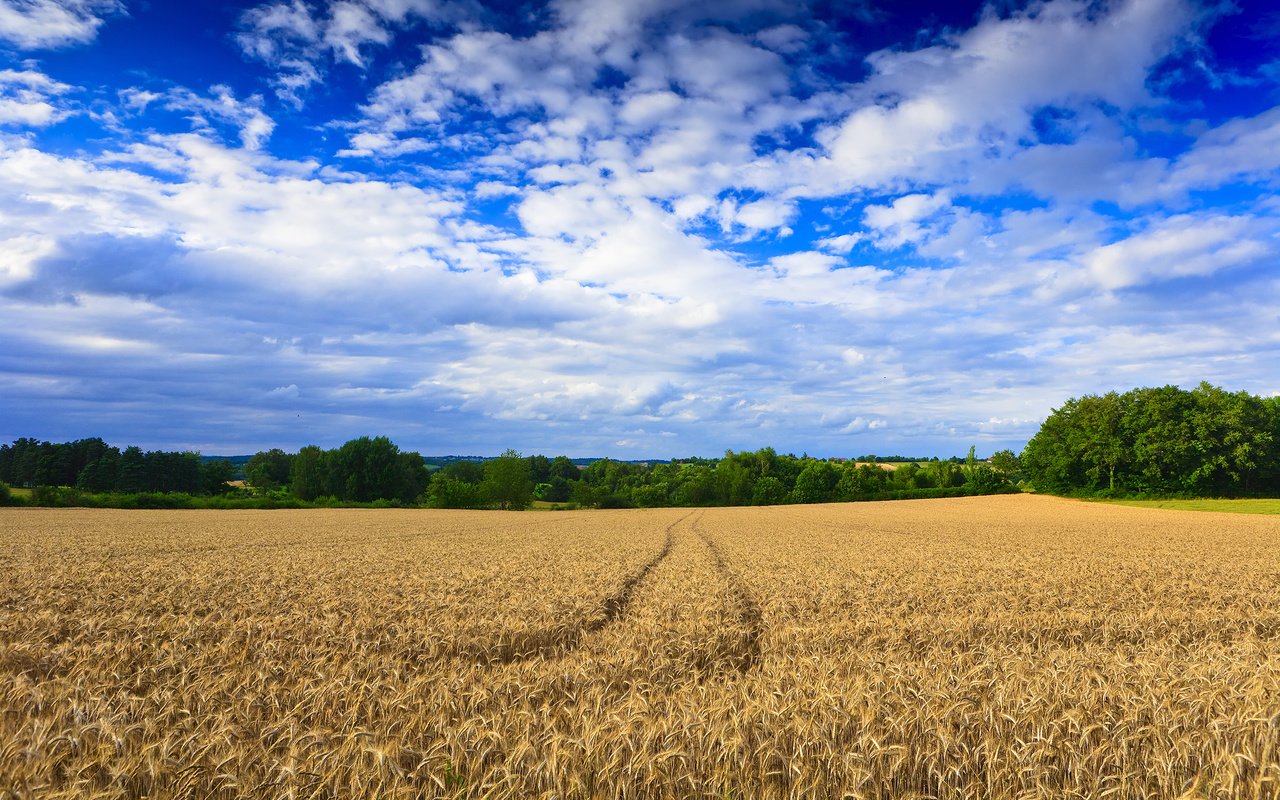 Обои деревья, обои, пейзаж, поле, пшеница, следы, trees, wallpaper, landscape, field, wheat, traces разрешение 2500x1667 Загрузить