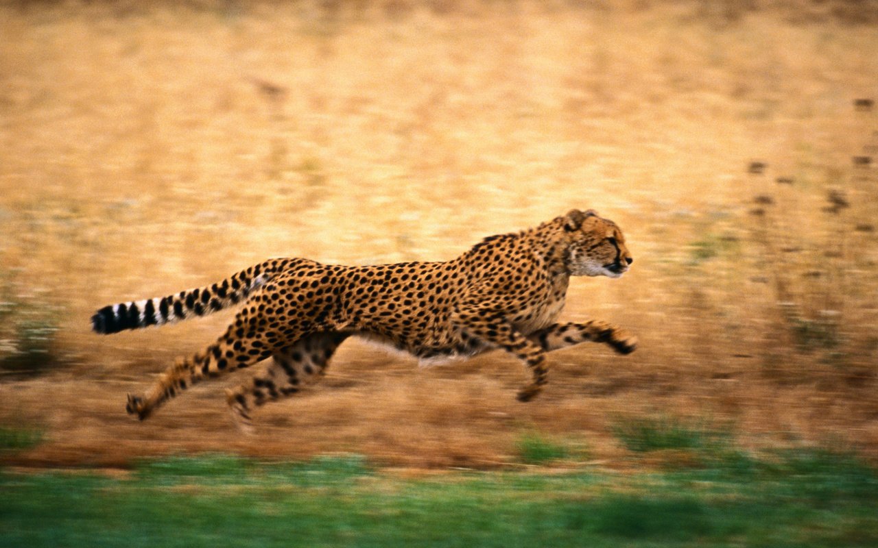 Обои природа, бег, гепард, nature, running, cheetah разрешение 2500x1667 Загрузить
