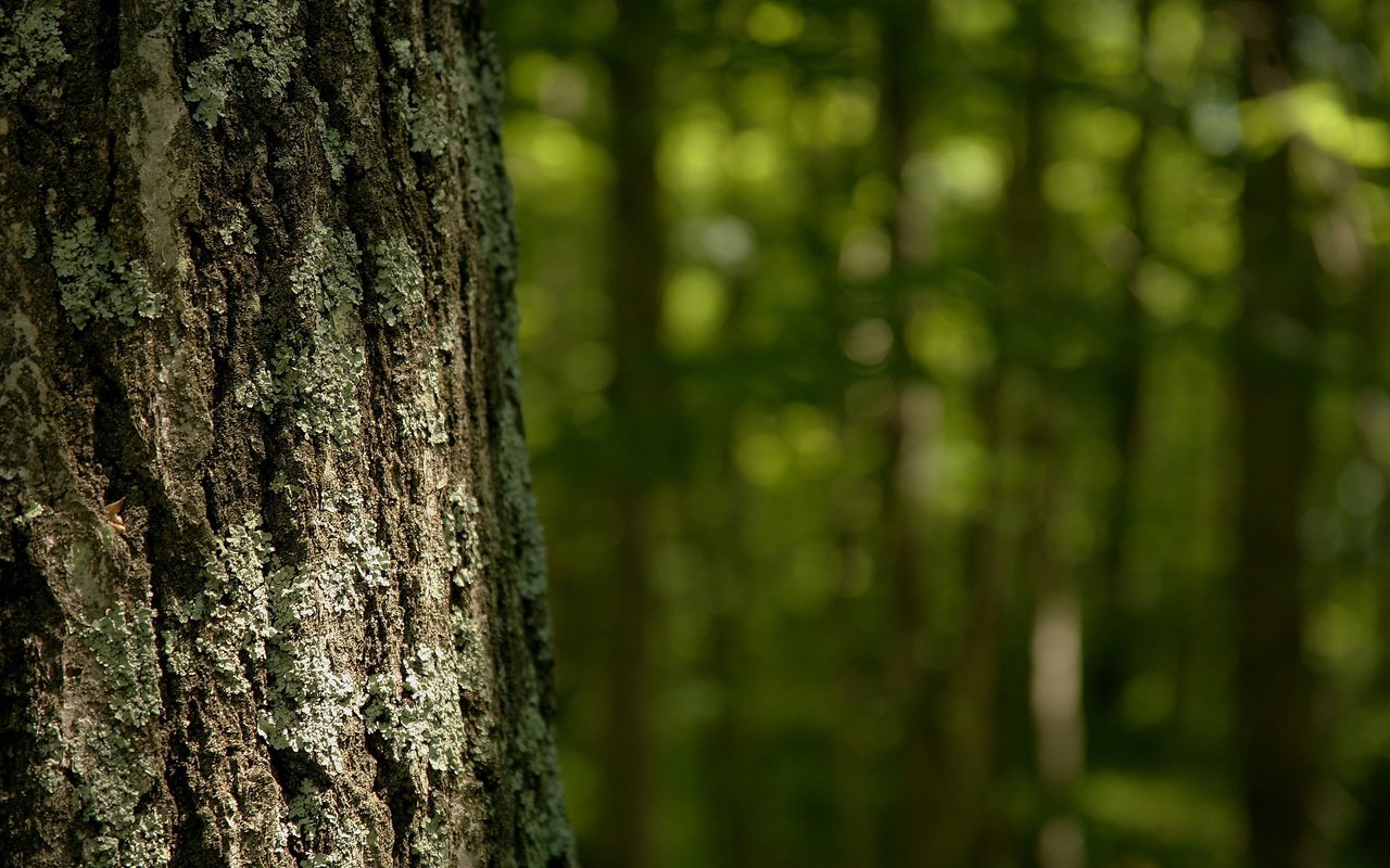 Обои дерево, лес, лето, кора, tree, forest, summer, bark разрешение 2560x1600 Загрузить