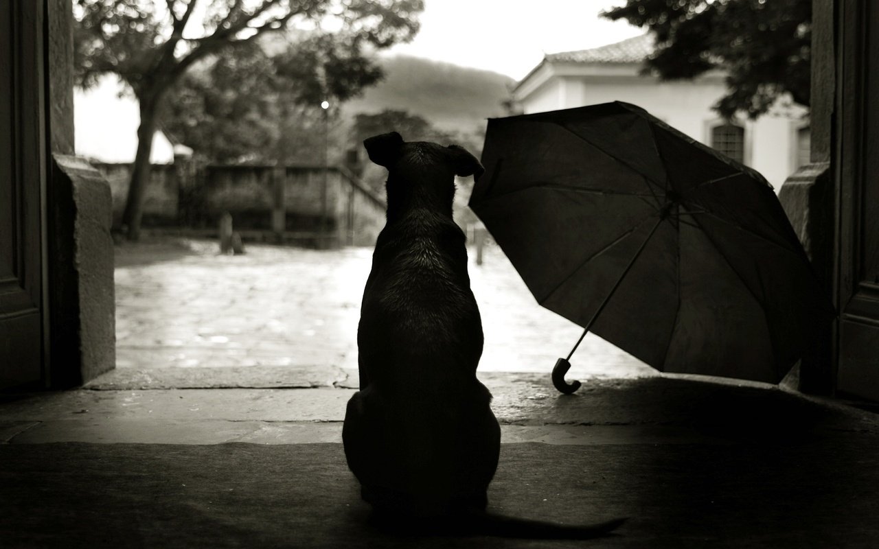 Обои стиль, зонтик, пес, двор, style, umbrella, dog, yard разрешение 2560x1600 Загрузить