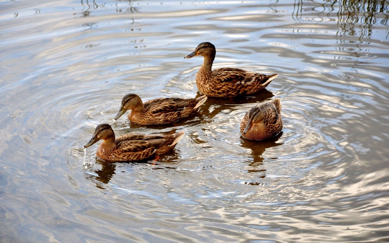 Обои вода, круги, пруд, утки, water, circles, pond, duck разрешение 2560x1600 Загрузить