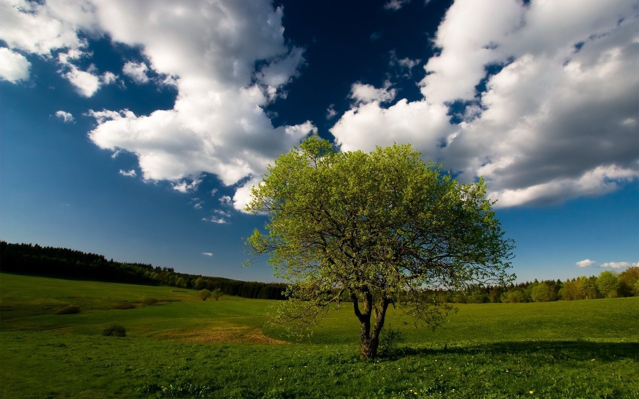 Обои небо, облака, дерево, лес, поле, the sky, clouds, tree, forest, field разрешение 1920x1200 Загрузить