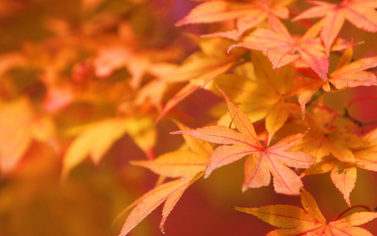 Обои природа, листья, макро, осень, nature, leaves, macro, autumn разрешение 1920x1200 Загрузить