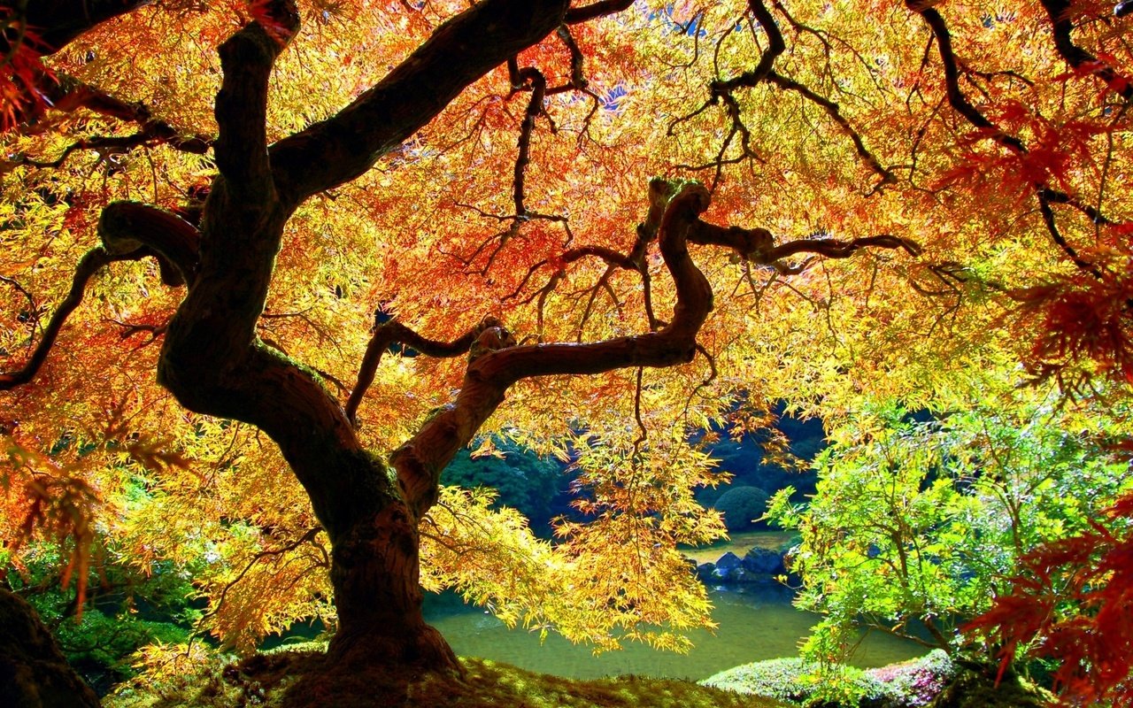 Обои дерево, листья, осень, tree, leaves, autumn разрешение 1920x1200 Загрузить
