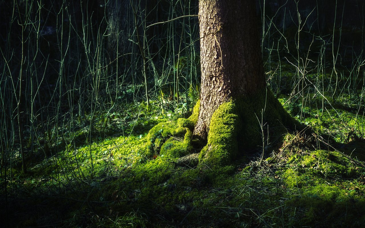 Обои дерево, лес, зелёный, жизни, tree, forest, green, life разрешение 2560x1600 Загрузить