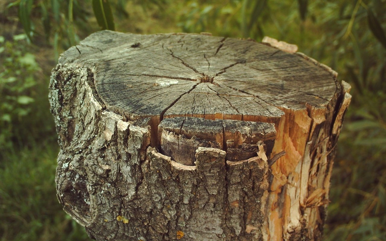 Обои кора, пень, bark, stump разрешение 2560x1920 Загрузить