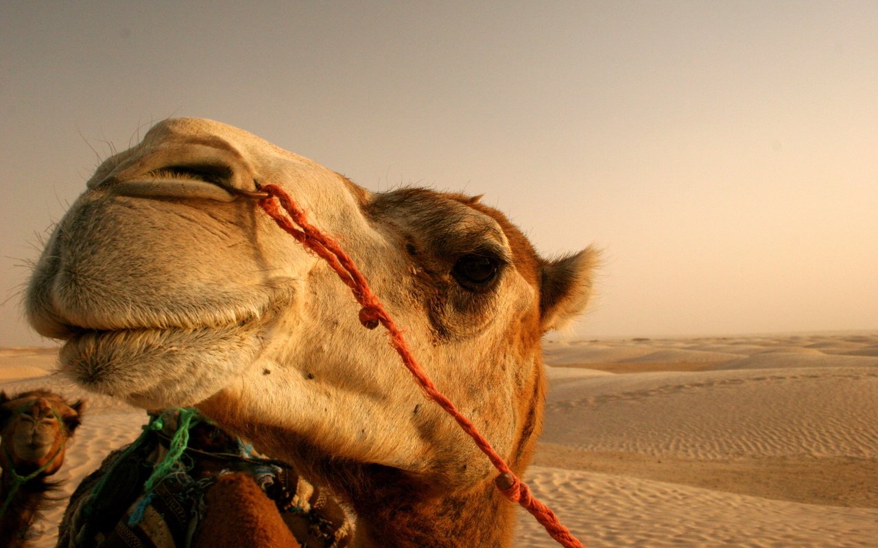 Обои солнце, пустыня, верблюд, the sun, desert, camel разрешение 2560x1600 Загрузить