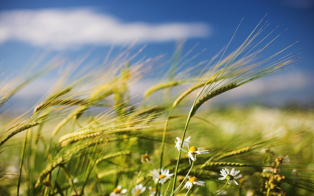 Обои цветы, поле, лето, пшеница, колоски, ромашки, ветер, flowers, field, summer, wheat, spikelets, chamomile, the wind разрешение 2560x1600 Загрузить