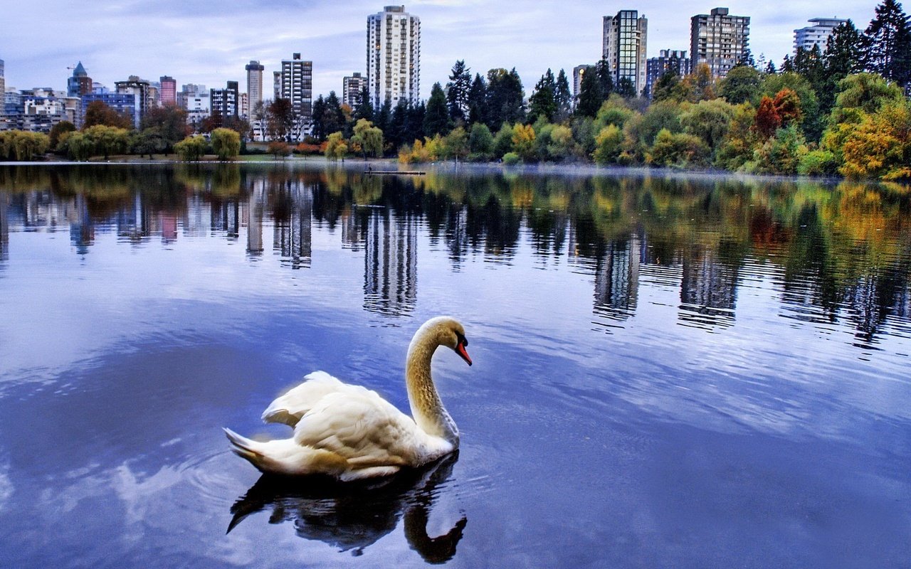 Обои город, пруд, лебедь, the city, pond, swan разрешение 1920x1440 Загрузить