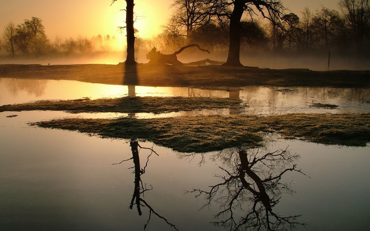 Обои деревья, утро, туман, trees, morning, fog разрешение 1920x1440 Загрузить