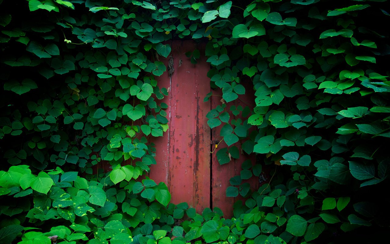 Обои природа, зелень, обои, растения, листья, листва, дверь, nature, greens, wallpaper, plants, leaves, foliage, the door разрешение 1920x1200 Загрузить