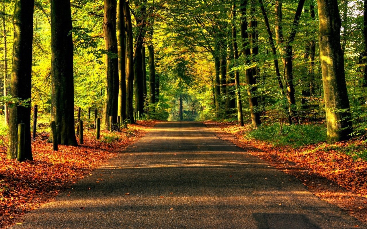 Обои дорога, деревья, природа, обои, лес, асфальт, road, trees, nature, wallpaper, forest, asphalt разрешение 1920x1200 Загрузить