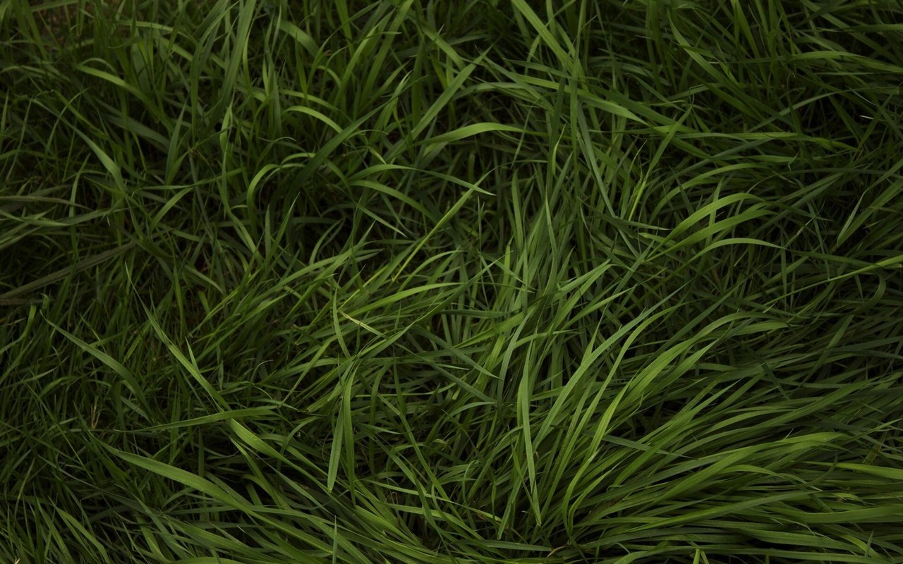 Обои трава, зелень, травка, grass, greens, weed разрешение 1920x1200 Загрузить