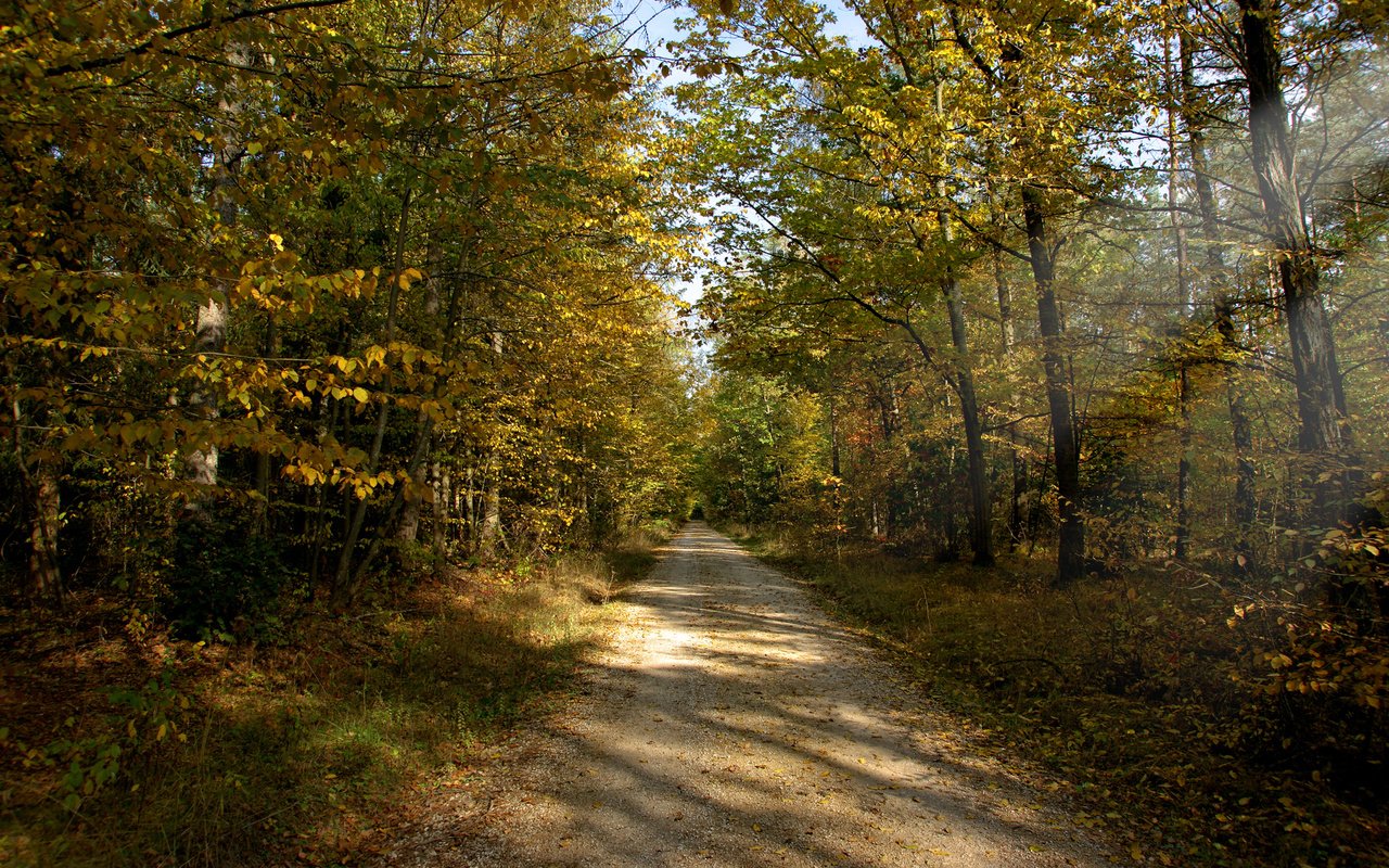 Обои дорога, солнце, лес, лучи, осень, грунтовая, road, the sun, forest, rays, autumn разрешение 1920x1200 Загрузить