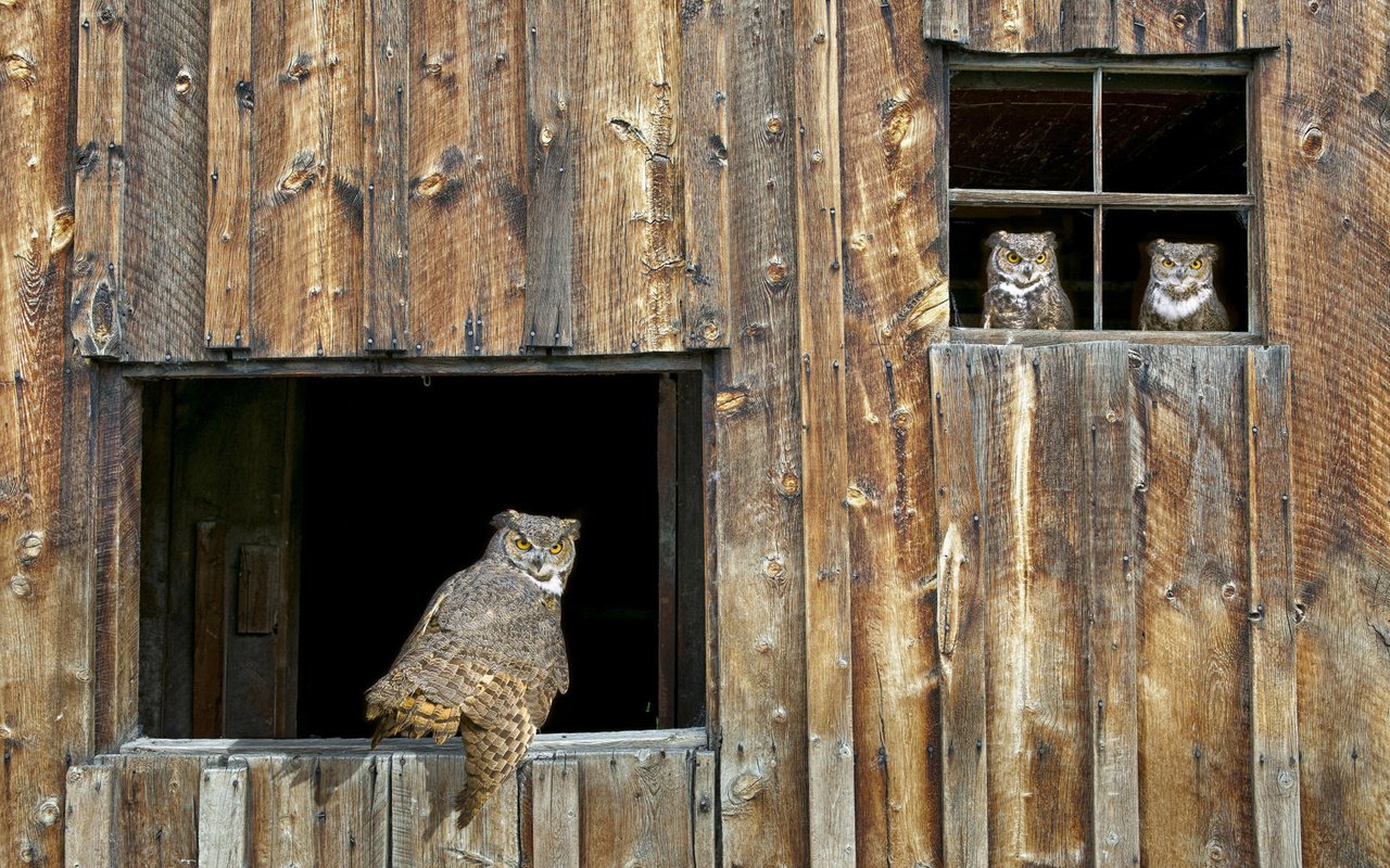 Обои сова, птицы, окно, сарай, owl, birds, window, the barn разрешение 1920x1200 Загрузить