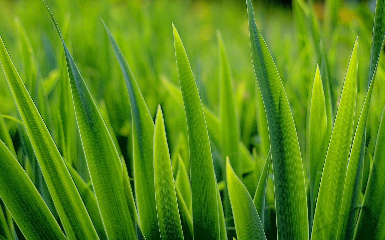 Обои трава, макро, зеленая, grass, macro, green разрешение 2560x1600 Загрузить