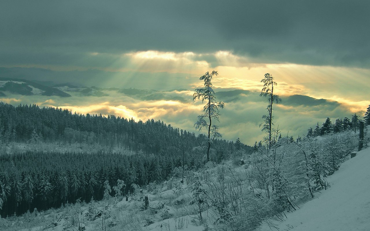 Обои снег, лес, лучи, snow, forest, rays разрешение 1920x1080 Загрузить