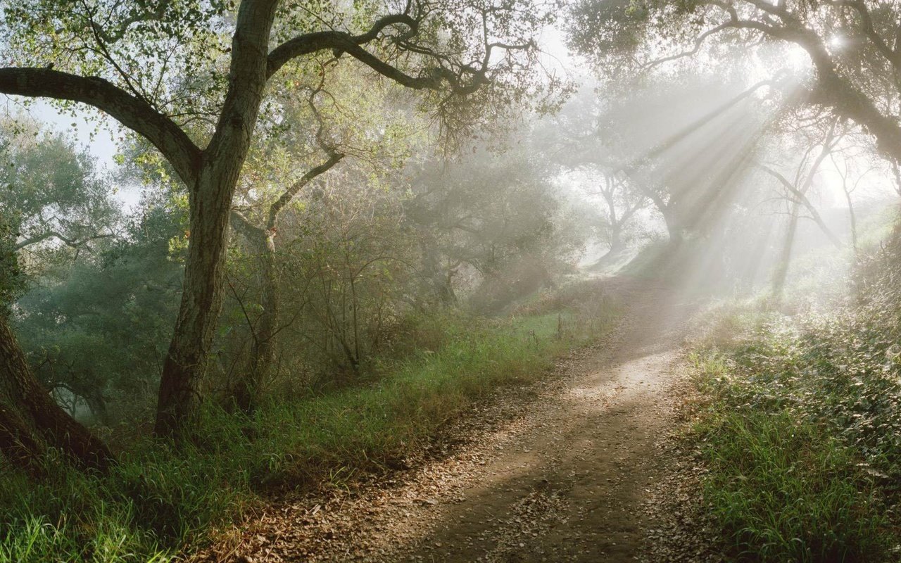 Обои солнце, лес, лучи, тропинка, the sun, forest, rays, path разрешение 1920x1200 Загрузить