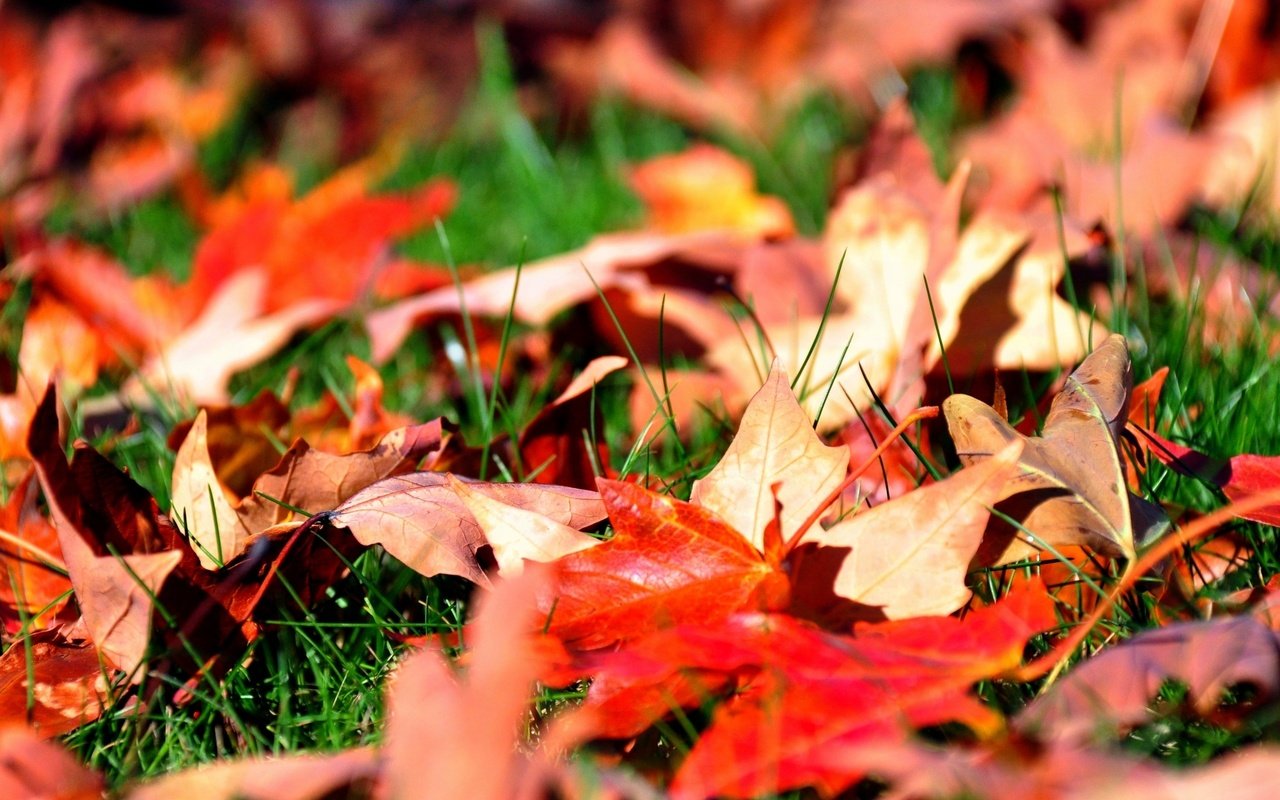 Обои трава, листья, осень, клен, grass, leaves, autumn, maple разрешение 2560x1600 Загрузить