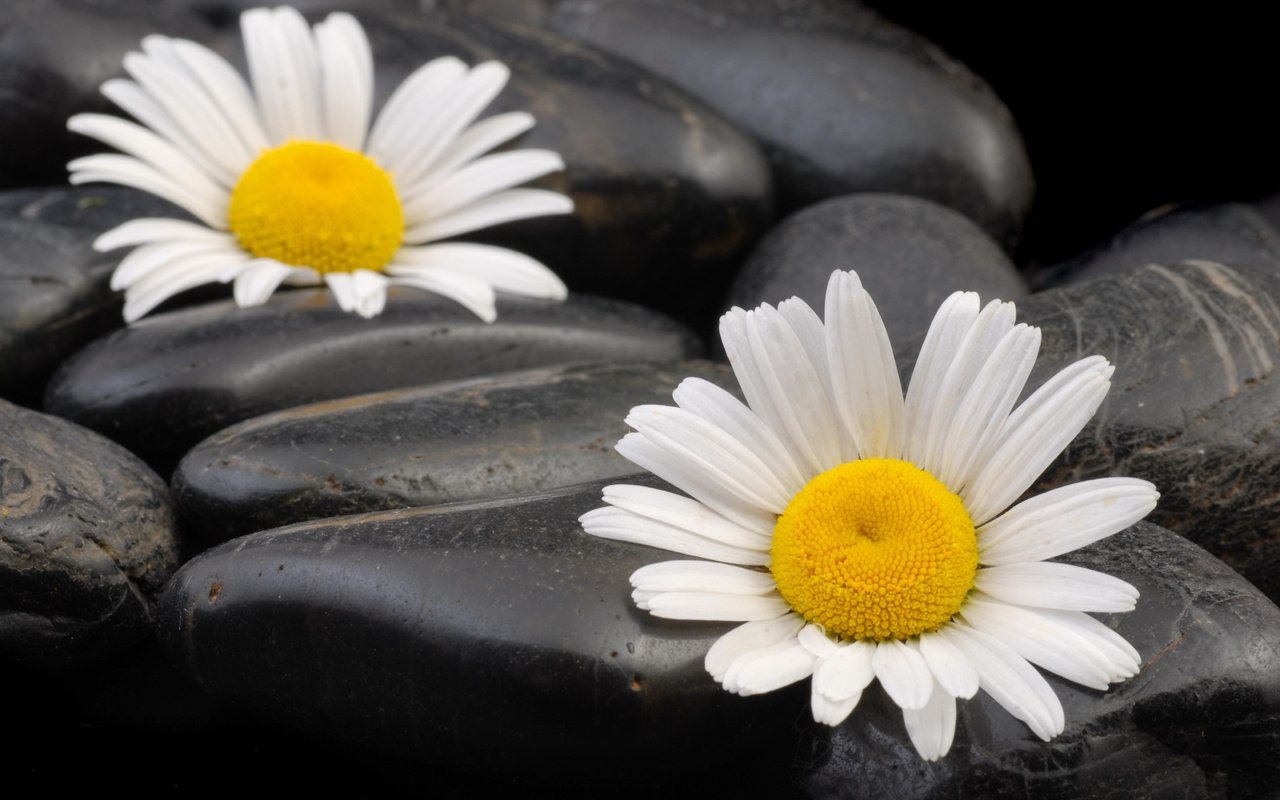 Обои камни, макро, ромашки, камешки, stones, macro, chamomile, pebbles разрешение 3872x2592 Загрузить