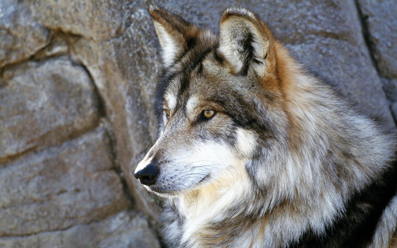 Обои камни, серый, волк, stones, grey, wolf разрешение 2000x1333 Загрузить
