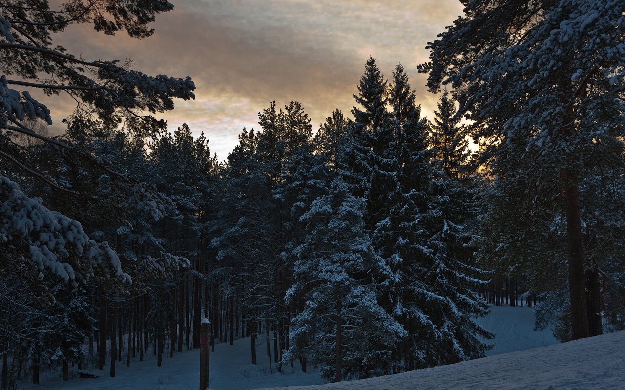 Обои деревья, лес, зима, trees, forest, winter разрешение 1920x1280 Загрузить