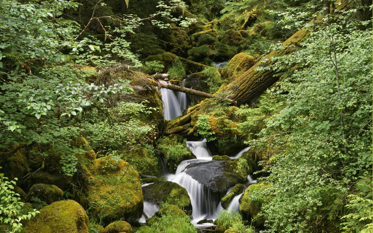 Обои камни, лес, ручей, stones, forest, stream разрешение 1920x1200 Загрузить
