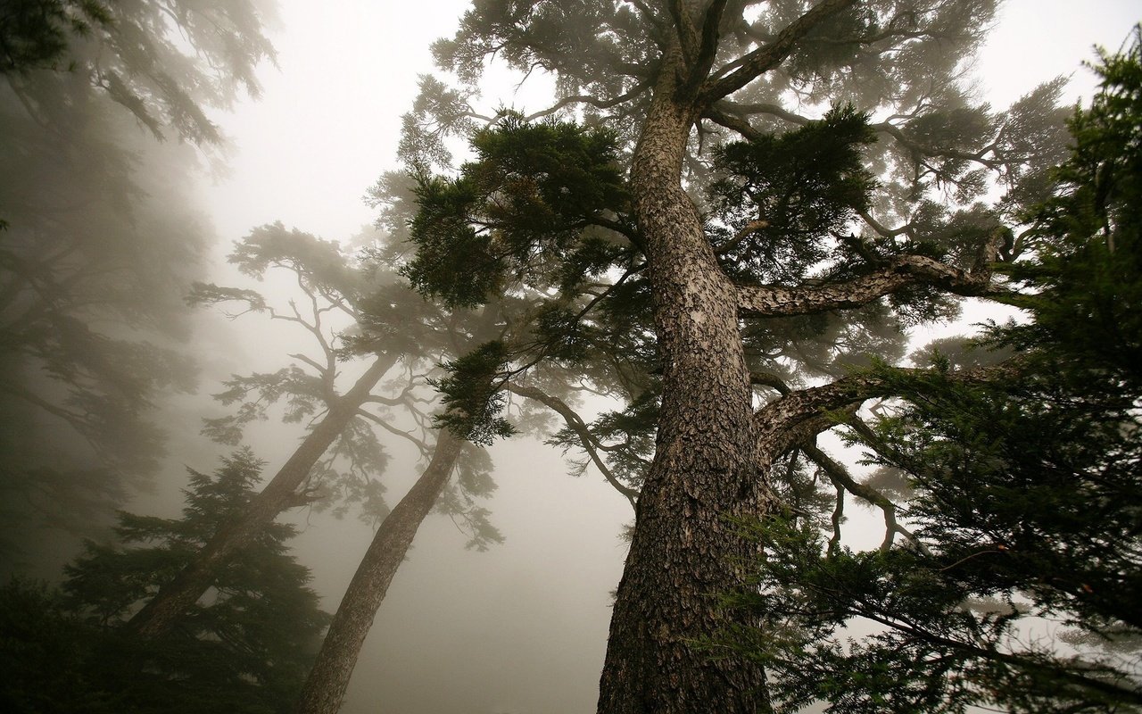 Обои дерево, туман, ствол, сосна, вид снизу, tree, fog, trunk, pine, bottom view разрешение 1920x1200 Загрузить