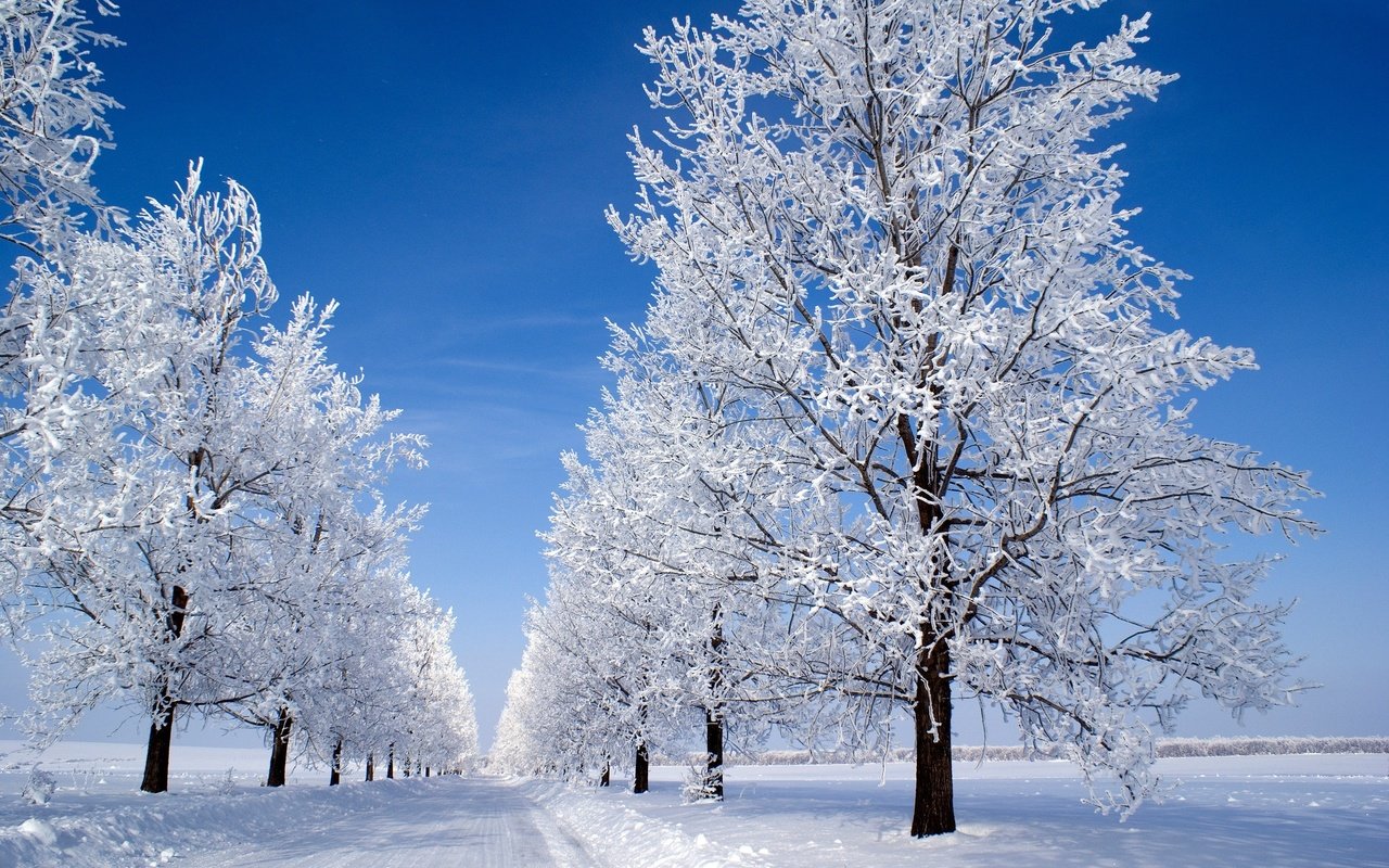 Обои небо, деревья, снег, зима, утро, голубое, snow morning, the sky, trees, snow, winter, morning, blue разрешение 3000x2008 Загрузить