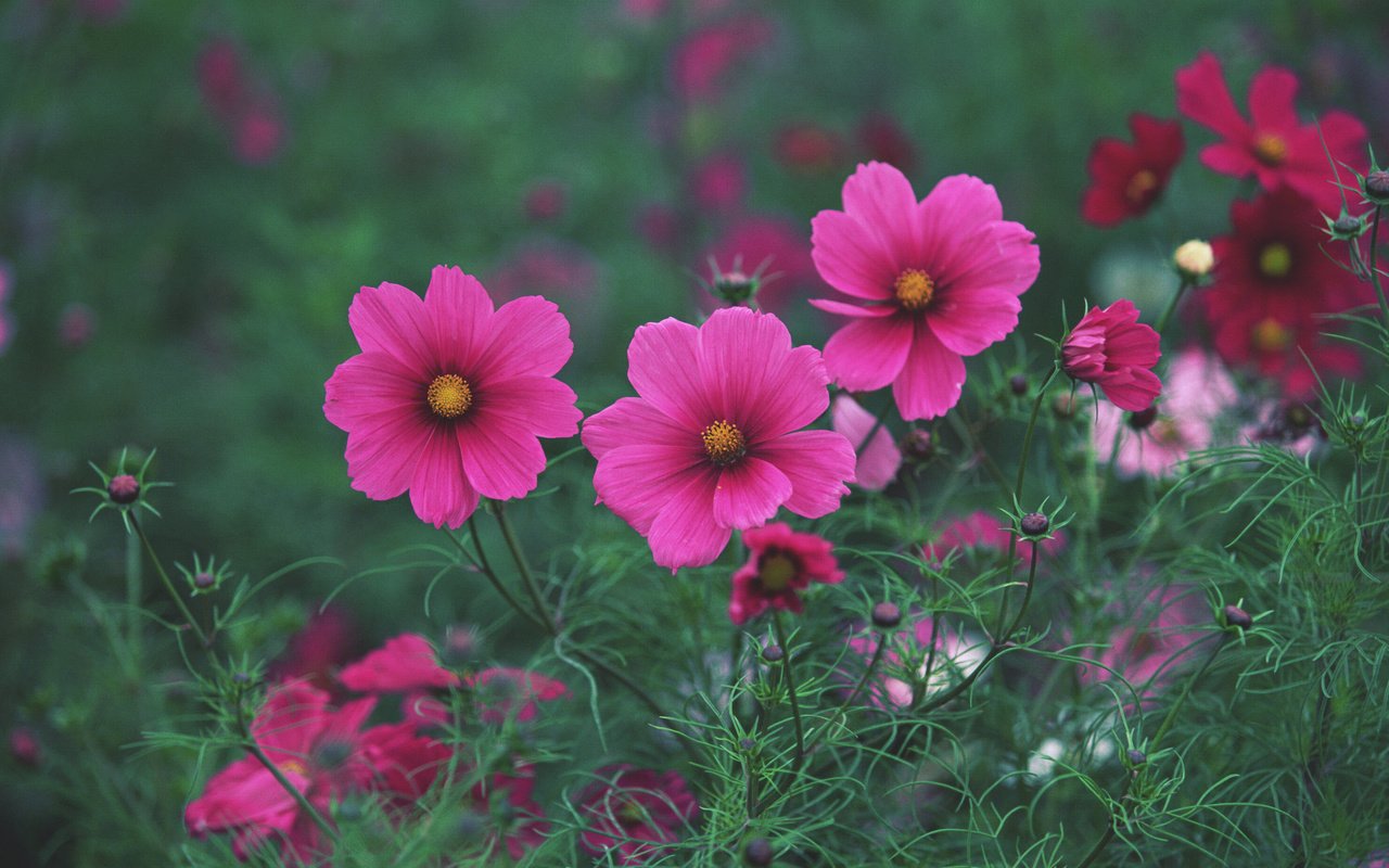 Обои цветы, трава, поле, лето, розовые, яркие, flowers, grass, field, summer, pink, bright разрешение 2950x2094 Загрузить