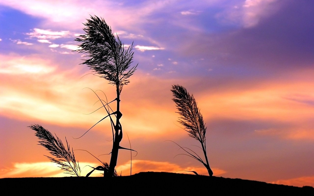 Обои небо, трава, облака, закат, стебли, ветер, растение, the sky, grass, clouds, sunset, stems, the wind, plant разрешение 1920x1440 Загрузить