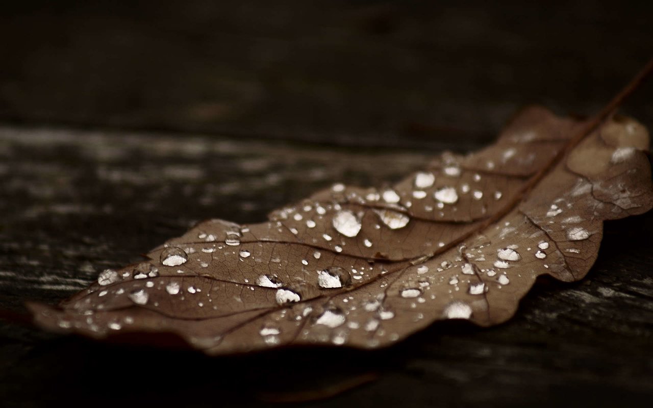 Обои капли, осень, лист, темный, коричневый, сухой, drops, autumn, sheet, dark, brown, dry разрешение 1920x1200 Загрузить