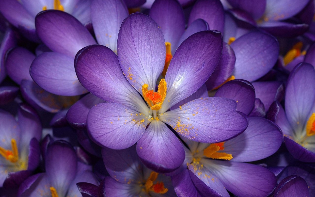 Обои цветы, фиолетовые, крокус, не, знаю как их зовут, flowers, purple, krokus, not, know their names разрешение 2560x1600 Загрузить