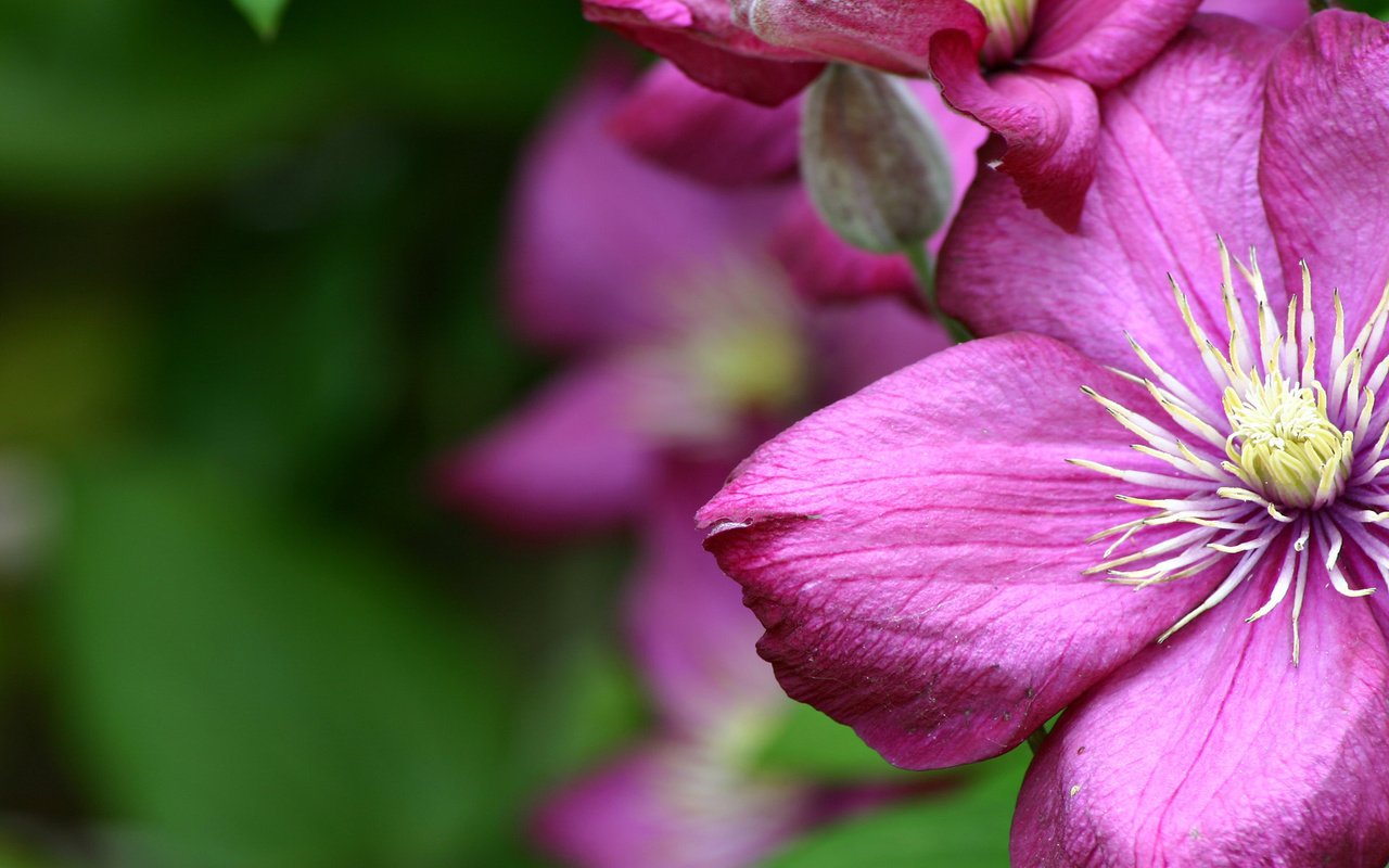 Обои цветы, макро, размытость, клематис, ломонос, flowers, macro, blur, clematis разрешение 1920x1200 Загрузить