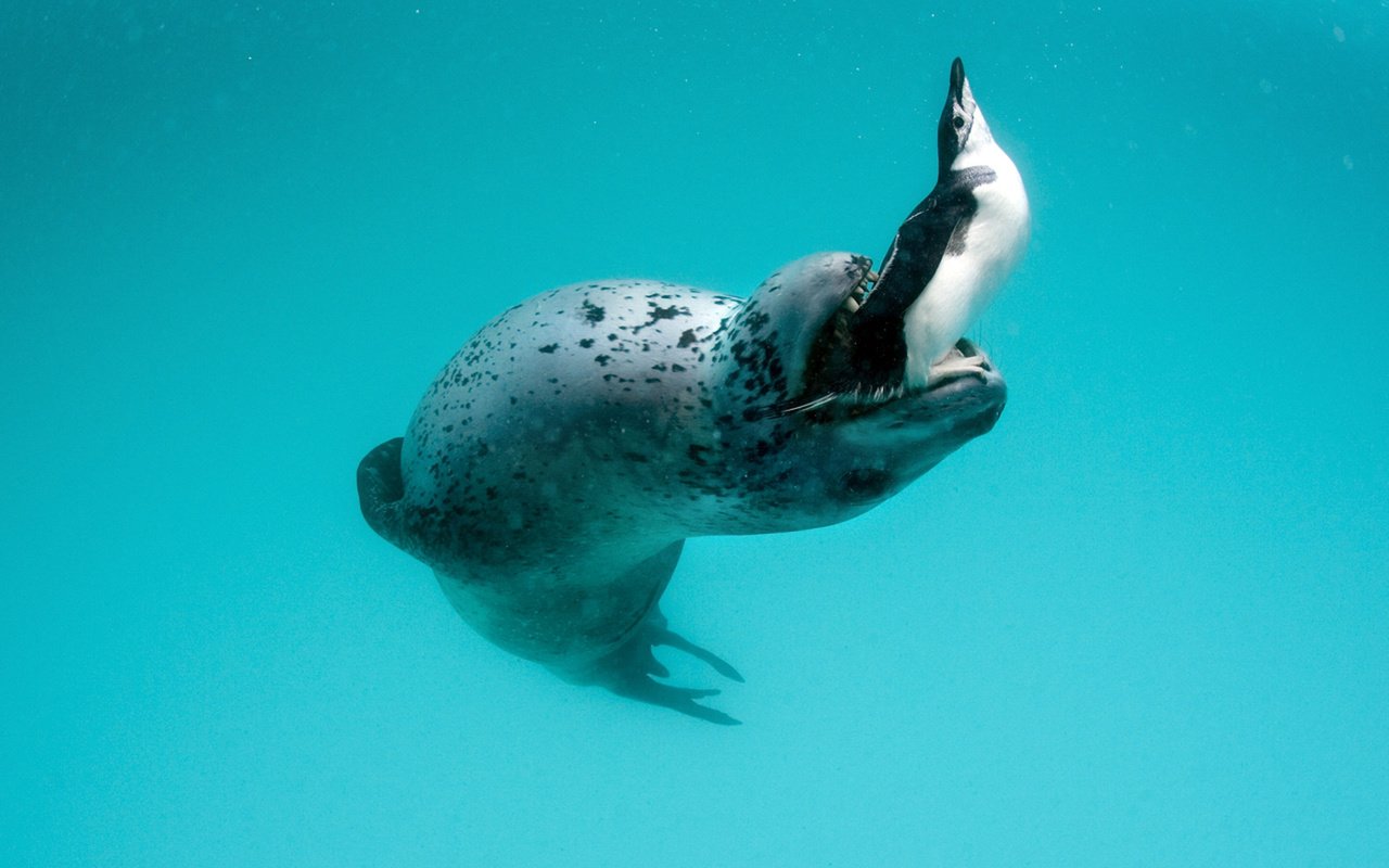Обои пингвин, морской леопард, leopard seal, hydrurga leptonyx, antarctic peninsula, penguin, sea leopard разрешение 1920x1200 Загрузить