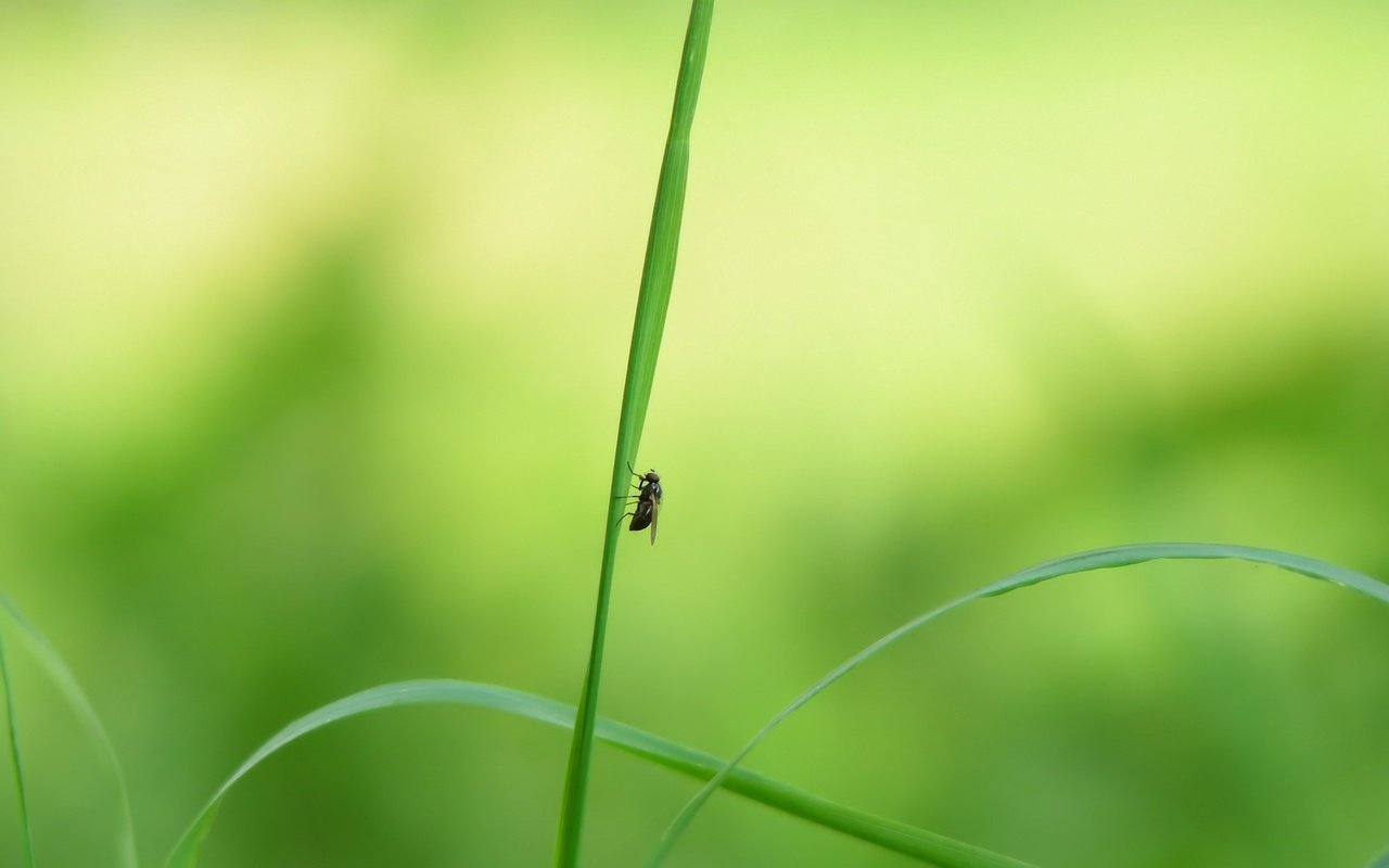 Обои травка, муха, значит кто то рядом нагадил xd, weed, fly, then someone next to shits xd разрешение 1920x1200 Загрузить