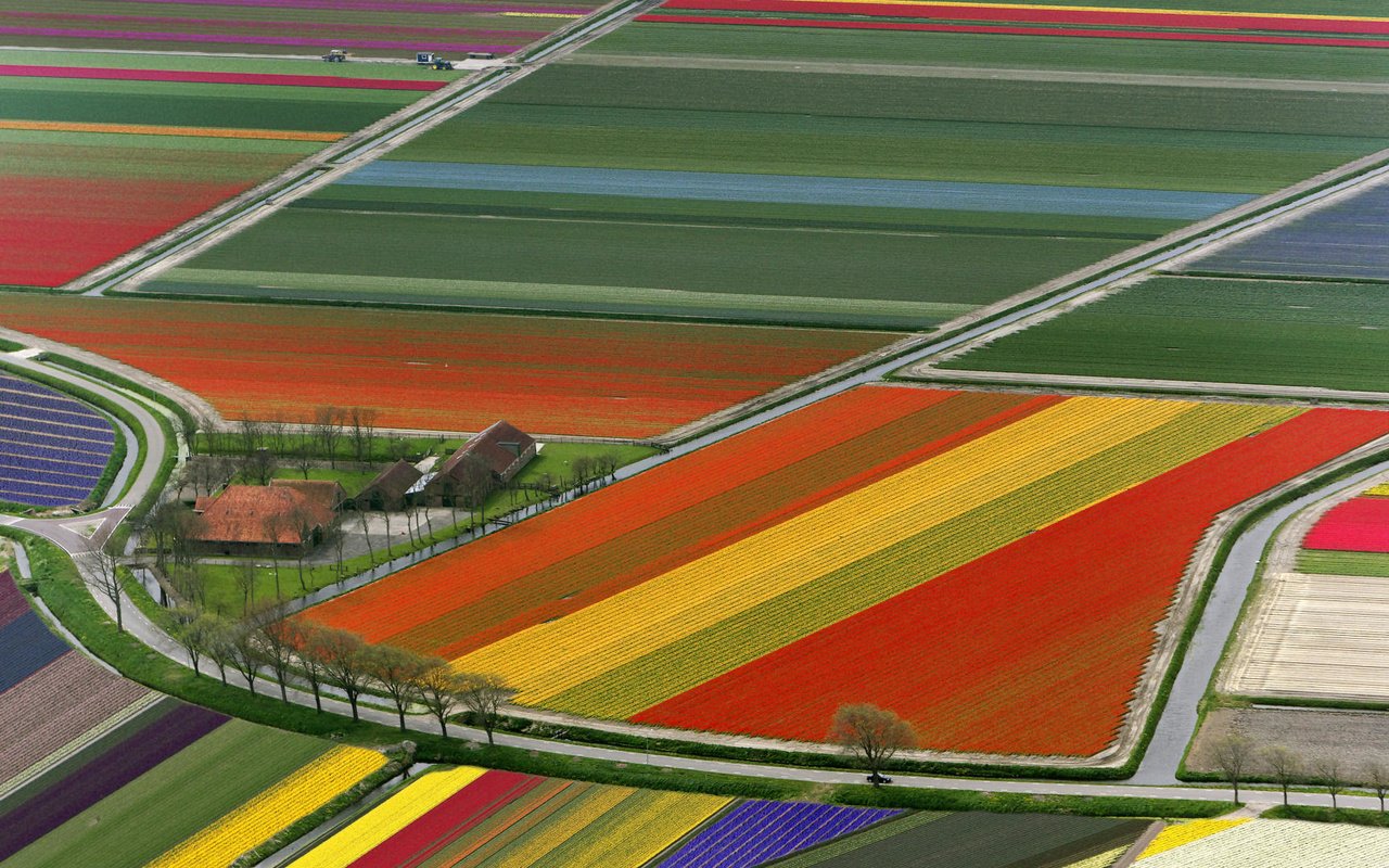 Обои поле, тюльпаны, нидерланды, field, tulips, netherlands разрешение 1920x1080 Загрузить