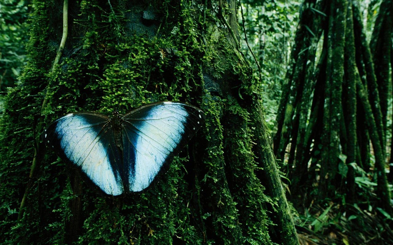 Обои дерево, бабочка, мох, madidi national park, боливия, tree, butterfly, moss, bolivia разрешение 1920x1200 Загрузить