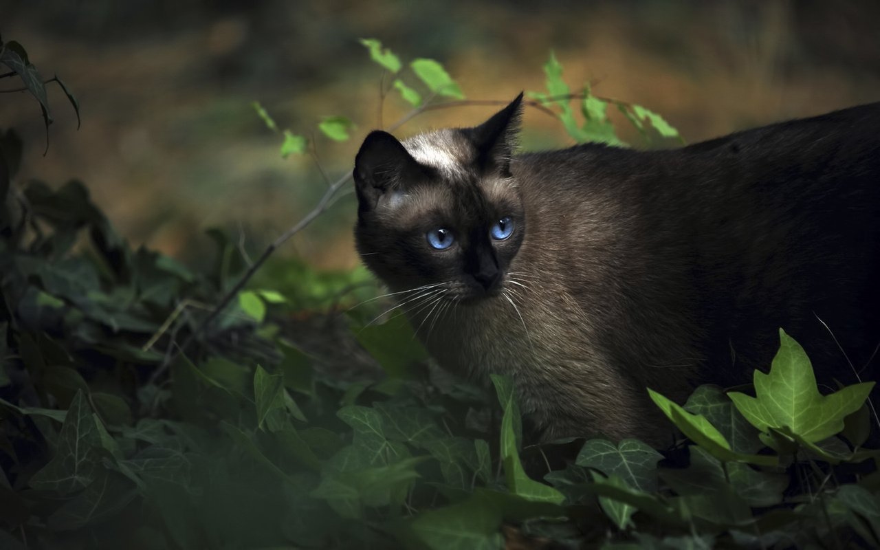 Обои трава, животные, кот, сиамский, голубоглазый, grass, animals, cat, siamese, blue-eyed разрешение 1920x1200 Загрузить