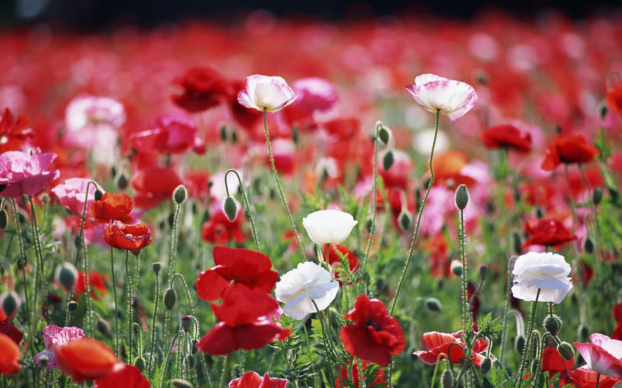 Обои цветы, растения, макро, поле, красные, маки, белые, flowers, plants, macro, field, red, maki, white разрешение 2950x2094 Загрузить