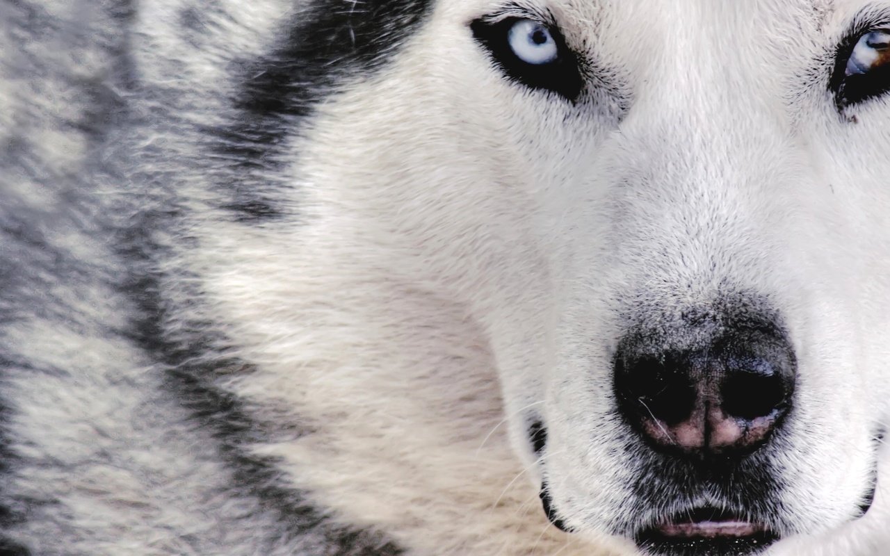 Обои белый, собака, волк, white, dog, wolf разрешение 2816x1880 Загрузить