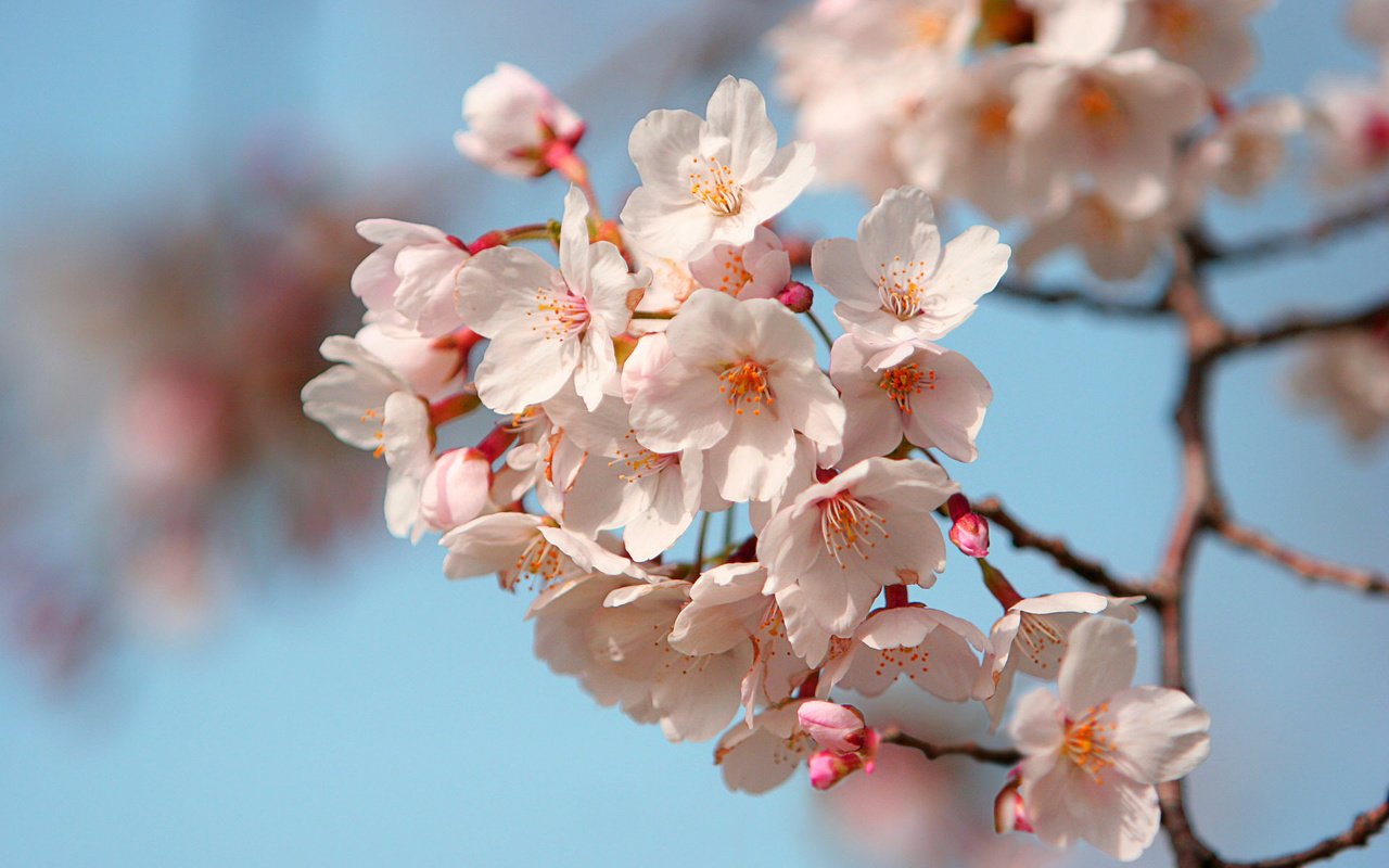 Обои лепестки, япония, сакура, petals, japan, sakura разрешение 1920x1200 Загрузить