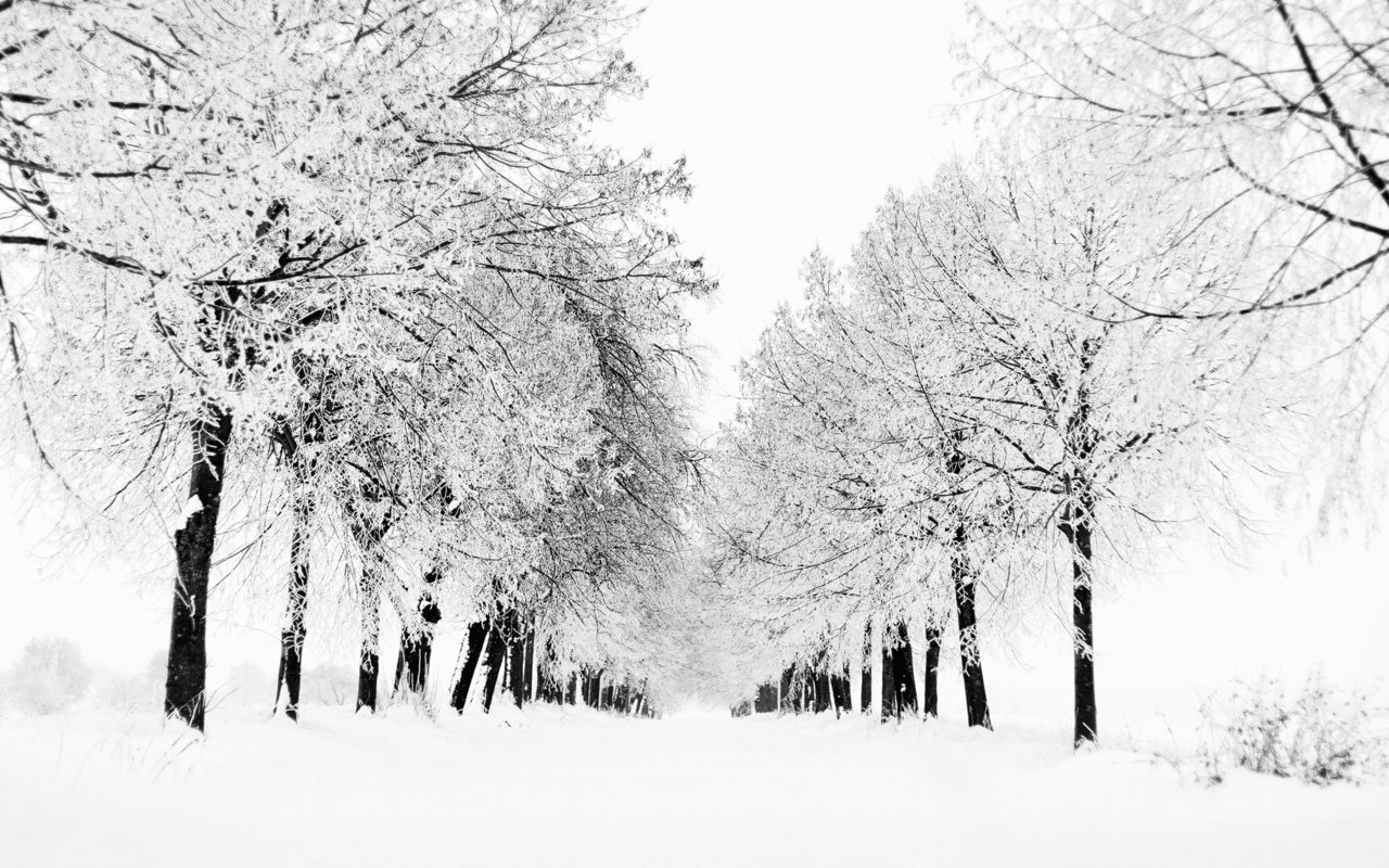 Обои деревья, снег, природа, дерево, зима, вид, зимние обои, метель, trees, snow, nature, tree, winter, view, winter wallpaper, blizzard разрешение 1920x1200 Загрузить