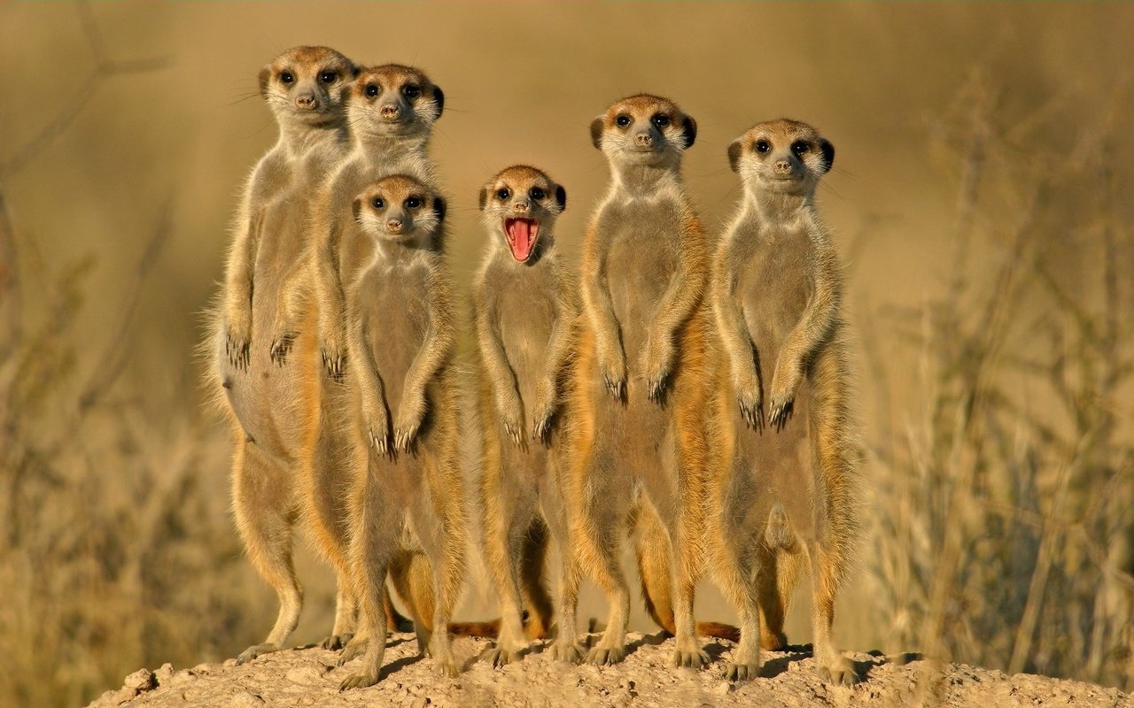 Обои группа, зверьки, сурикаты, group, animals, meerkats разрешение 1920x1200 Загрузить